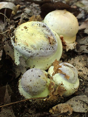 Cortinarius atkinsonianus