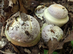 Cortinarius atkinsonianus