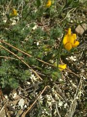 Lotus delortii