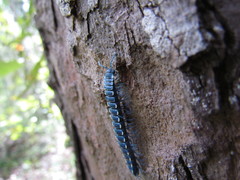 Chromodesmus potosianus