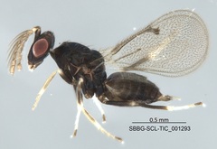 Chalcidoidea