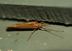 Limnephilus rhombicus