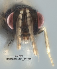 Chalcidoidea