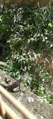Tropidurus catalanensis