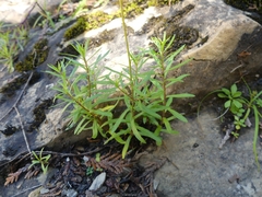 Erigeron hyssopifolius