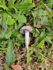 Cuphophyllus flavipes