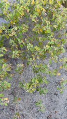 Croton monanthogynus