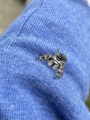 Phidippus otiosus