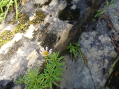 Erigeron hyssopifolius