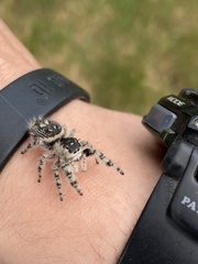 Phidippus otiosus