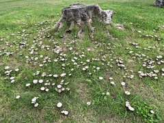 Candolleomyces tuberculatus