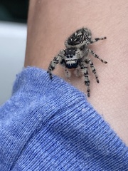 Phidippus otiosus