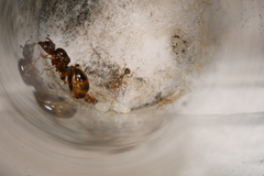 Aphaenogaster subterranea