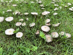 Candolleomyces tuberculatus
