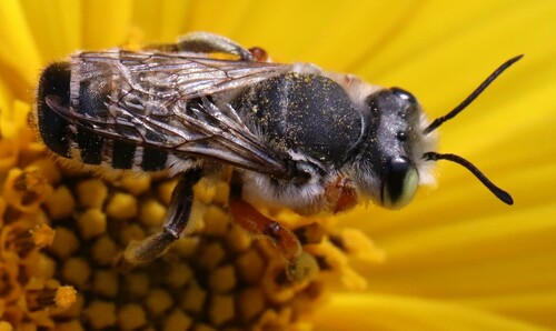 Megachile policaris photo 5