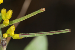 Chlorochlamys chloroleucaria