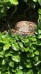 Boa constrictor