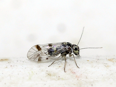 Blaste quadrimaculata