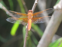 Libellula saturata
