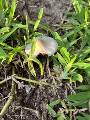 Candolleomyces