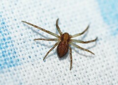 Philodromus rufus