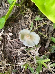 Candolleomyces