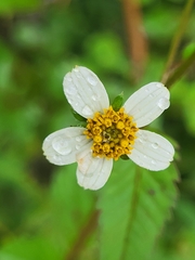 Asteraceae
