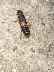 Platydracus immaculatus