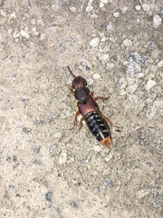 Platydracus immaculatus
