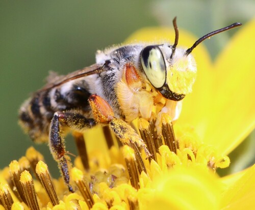 Megachile policaris