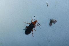 Neopyrochroa flabellata