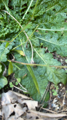 Salvia lyrata