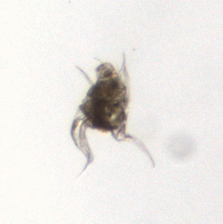 Hexarthra mira