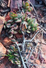 Crassula atropurpurea