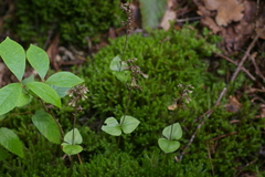 Neottia smallii
