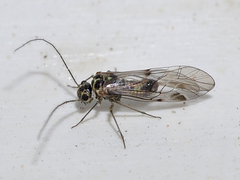 Blaste quadrimaculata