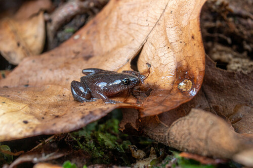 Central Humming Frog