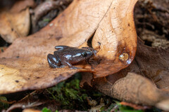 Central Humming Frog photo 2