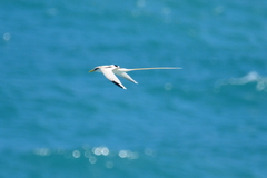 Phaethon lepturus lepturus