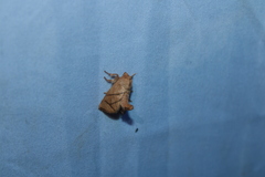 Apoda y-inversa