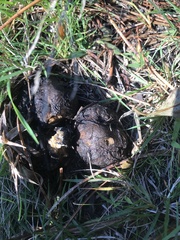 Scleroderma polyrhizum