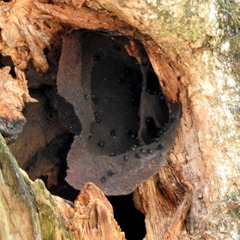 Meliponini