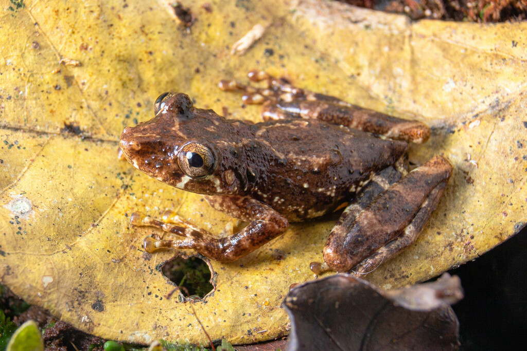 Yellowbelly Snouted Treefrog