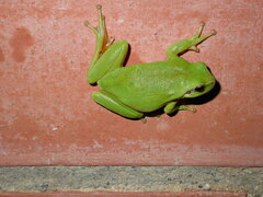 Hyla meridionalis