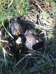 Scleroderma polyrhizum