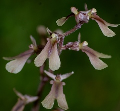 Neottia smallii