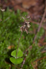 Neottia smallii
