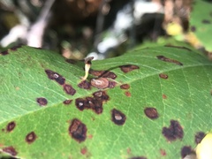 Eriophyes cerasicrumena