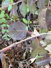 Viburnum prunifolium