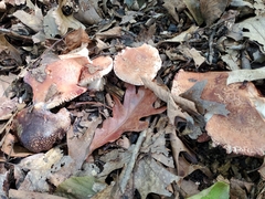 Amanita rubescens